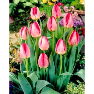 Tulipan Judith Leyster - GIGA paczka! - 250 szt.