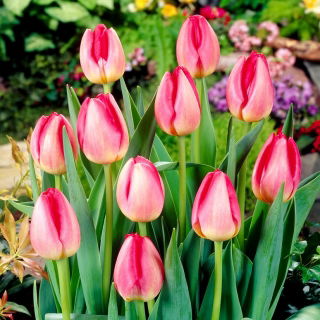 Tulipan Judith Leyster - GIGA paczka! - 250 szt.
