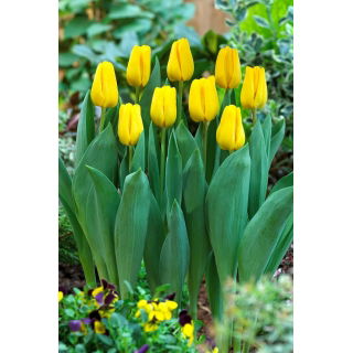 Tulipan Caractere - GIGA paczka! - 250 szt.