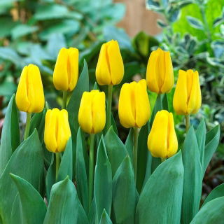 Tulipan Caractere - GIGA paczka! - 250 szt.