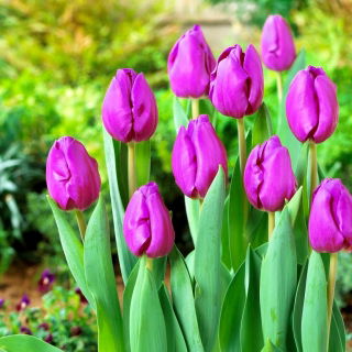 Tulipan Negrita - GIGA paczka! - 250 szt.