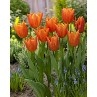 Tulipan Greetje Smit - GIGA paczka! - 250 szt.