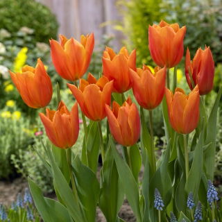 Tulipan Greetje Smit - GIGA paczka! - 250 szt.