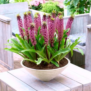 Lilia ananasowa - Eucomis Van der Merwey - Nowość - GIGA paczka! - 50 szt.