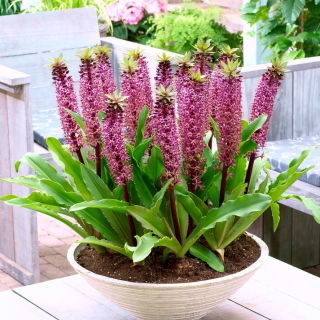 Lilia ananasowa - Eucomis Van der Merwey - Nowość - GIGA paczka! - 50 szt.