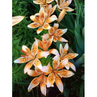 Lilia - Orange Electric - GIGA paczka! - 50 szt.