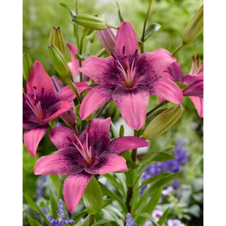 Lilia azjatycka - Purple Dream - GIGA paczka! - 50 szt.