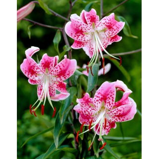 Lilia - Rubrum Uchida - GIGA paczka! - 50 szt.