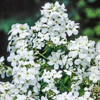 Wieczornik damski - biały
