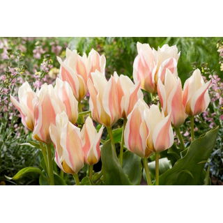 Tulipan Serano - GIGA paczka! - 250 szt.