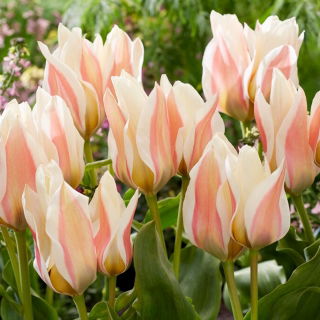 Tulipan Serano - 5 szt.