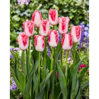 Tulipan Sweet Simone - GIGA paczka! - 250 szt.