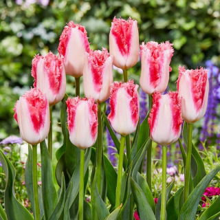 Tulipan Sweet Simone - GIGA paczka! - 250 szt.