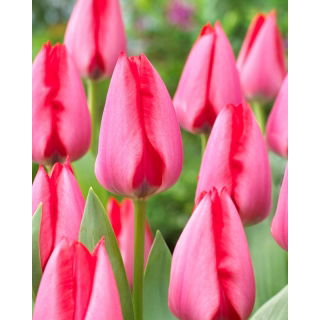Tulipan Trick - duża paczka! - 50 szt.
