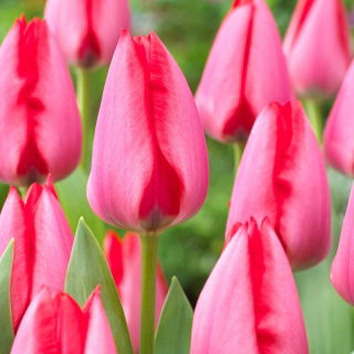 Tulipan Trick - GIGA paczka! - 250 szt.