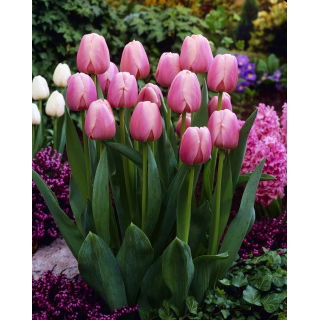 Tulipan Ollioules - duża paczka! - 50 szt.