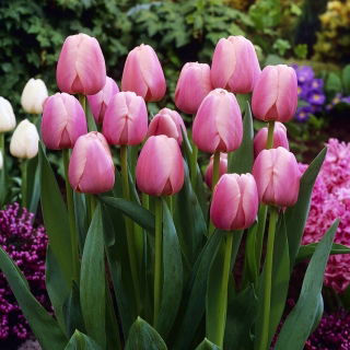 Tulipan Ollioules - 5 szt.
