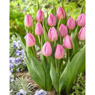 Tulipan Light Pink Prince - GIGA paczka! - 250 szt.