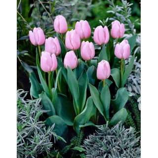 Tulipan jasnoróżowy - Light Pink - GIGA paczka! - 250 szt.
