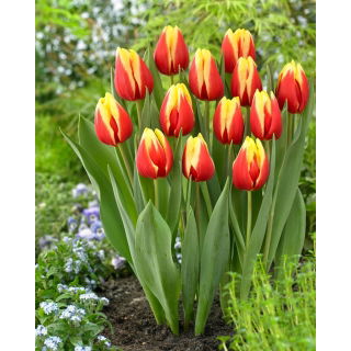 Tulipan Jan Seignette - 5 szt.