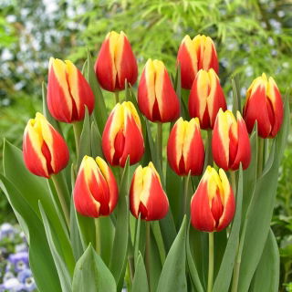 Tulipan Jan Seignette - GIGA paczka! - 250 szt.