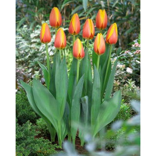 Tulipan World Peace - 5 szt.