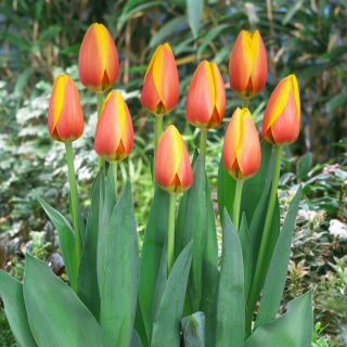 Tulipan World Peace - 5 szt.