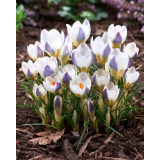 Krokus Blue Bird - GIGA paczka! - 500 szt.