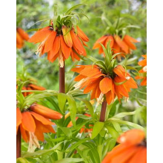 Korona Cesarska - Orange Beauty - GIGA paczka! - 50 szt.