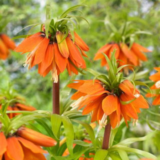 Korona Cesarska - Orange Beauty