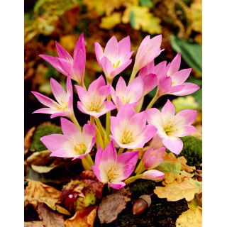 Zimowit - Colchicum giganteum - duża paczka! - 10 szt.