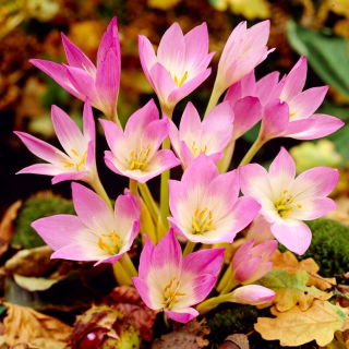 Zimowit - Colchicum giganteum - duża paczka! - 10 szt.