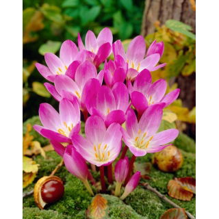 Zimowit - Colchicum speciosum - duża paczka! - 10 szt.