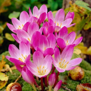 Zimowit - Colchicum speciosum - duża paczka! - 10 szt.