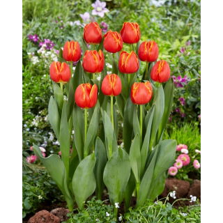 Tulipan Esta Bonita - 5 szt.