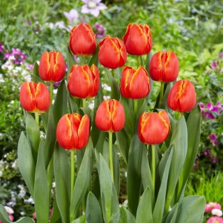 Tulipan Esta Bonita - 5 szt.