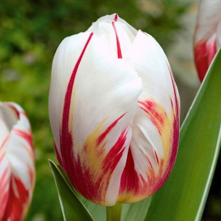 Tulipan Happy Generation - 5 szt.