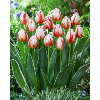 Tulipan Happy Generation - GIGA paczka! - 250 szt.
