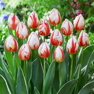Tulipan Happy Generation - GIGA paczka! - 250 szt.