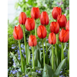Tulipan Worlds Fire - GIGA paczka! - 250 szt.