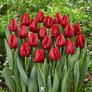 Tulipan Seadov - GIGA paczka! - 250 szt.