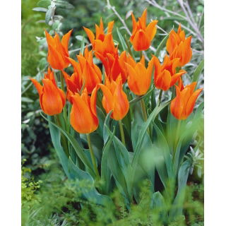 Tulipan liliokształtny pomarańczowy - Lilyflowering orange - 5 szt.