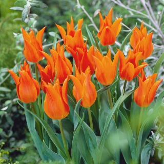 Tulipan liliokształtny pomarańczowy - Lilyflowering orange - duża paczka! - 50 szt.