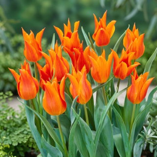 Tulipan liliokształtny pomarańczowy - Lilyflowering orange - duża paczka! - 50 szt.