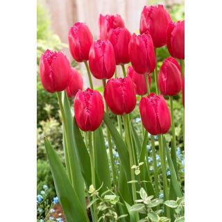 Tulipan Burgundy Lace - duża paczka! - 50 szt.