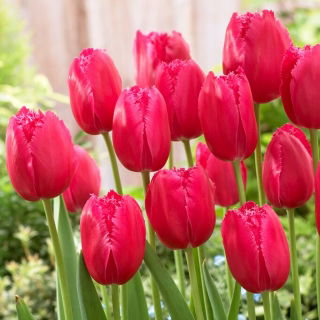 Tulipan Burgundy Lace - duża paczka! - 50 szt.