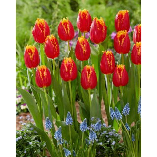 Tulipan Fabio - duża paczka! - 50 szt.