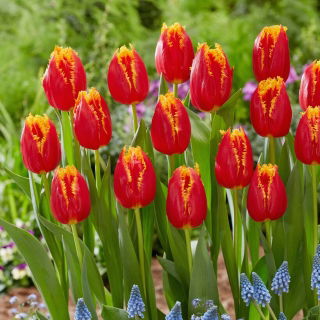 Tulipan Fabio - GIGA paczka! - 250 szt.