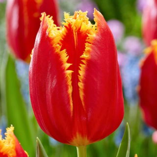 Tulipan Fabio - 5 szt.