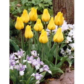 Tulipan Golden Tango - 5 szt.